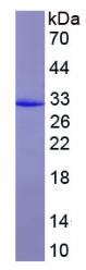 SDS-PAGE (YAP1-600H).jpg